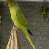 Indian Ringneck
