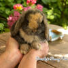 **CUTEST BABIES ON EARTH 🌎 ** HOLLAND LOPS - NETHERLAND DWARFS& MORE