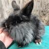 Purebred Double Mane black vm lionhead buck 