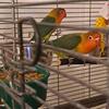 Pair of Parent Raised Fischers Lovebirds