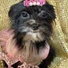 Teacup black Yorkie