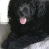 Gorgeous mini and medium size Chowdoodle puppies several colors available