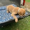 AKC Registered Golden Retriever Puppies