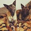 AKC Belgian Malinois puppies
