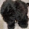 adorable male peke-a-poo puppy