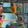 Sun conure 