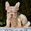 Akc - French Bulldog Puppy - Newshade Isabella & Tan Merle Female Carries Fluffy