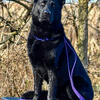  Akc solid black male East German Shepherd for stud