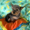 Teacup Traditional Yorkie boy