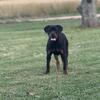 Akc Rottweiler female 