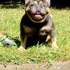 Adult Blue and Tan French Bulldog For Stud or Sale