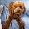 OFA Proven AKC Red Mini Poodle for Stud carries Phantom, Chocolate, Black