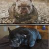 Exotic Bully Male available 