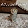 Adorable Scottish Fold Girl 😍🥰