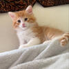 Kittens for sale 