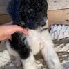Aussiedoodle puppy 