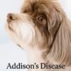 A Havanese Angel’s Story: Miss Prada’s Fight, Faith & Healing