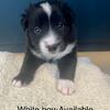 Border Collie Mix Puppies for Sale