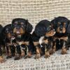 AKC Registered Cavalier King Charles Spaniel puppies!