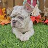 French bulldog puppies 