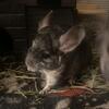 Chinchillas ready NOW! 2 girls
