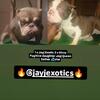 Pups otw Jayj Exotic Bully Camp 