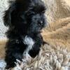 Havashu Puppy for Sale