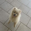 Palmdale CA Adorable Pompoos Need A Home Very Soon