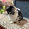 Young male Holland lop