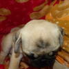 Meet Bubbles: The Sweet and Playful Sable & White Pug Puppy Looking for Her Forever Home!