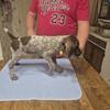 Registered German Shorthaired Pointer puppies for Sale