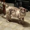 Pure bred male Snow Bengal