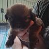 Male Shih Tzu pup
