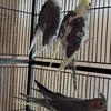 Multiple Breeder Cockatiels for Sale