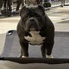 AMERICAN BULLY OPEN FOR STUD