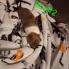 Chihuahua Puppies Full Blooded 2 Male's Only Ava