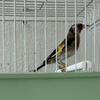 European Goldfinch birdsحسون 