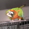 Hybrid Macaw Breeding Pair