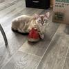 marbled snow bengal