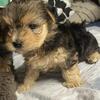 Yorki pup