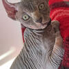 Kittens elf sphynx bambino in Florida Miami