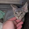 BLUE female Hairless Rex Kitten 
