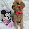 THANKSGIVING SALE !!GOLDENDOODLE PUPPS 9 WEEKS OLD