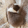 Australian Shepherd Standard Puppy -Red Tri Female -*Charity* Take Home Valentines Day - Illinois