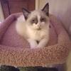 Ragdoll kitten 14 weeks