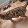 SBT 4 Bengal kittens