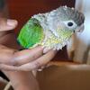 Conure baby