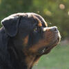 Rottweiler open for stud timit tor blood