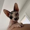 Male sphynx for rehoming 