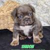 Shadow Male Fluffy French Bulldog